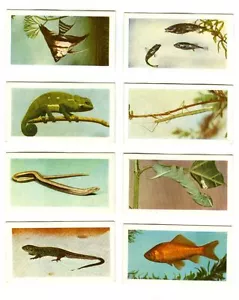 Set Vintage 1960 HORNIMAN's Tee "PETS" Karten! #41-48 Reptilien! Insekten! Fisch! - Bild 1 von 2