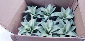 LOT OF 6 PD HOME & GARDEN 7" SUCCULENT IN POT PDCH011 - Picture 1 of 6
