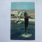 Marineland Of The Pacific Palos Verdes CA Postcard Bubbles Pilot Whale c1950-60s