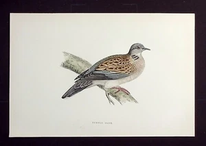 TARTARUGA COLOMBA, originale antico ornitologico, stampa uccellino, MORRIS, 1896 - Foto 1 di 2