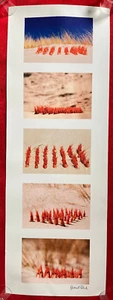 Hartmut Piekatz Künstlerplakat Shrimp Great Decor 30x84cm Absolute Eyecatcher - Picture 1 of 7