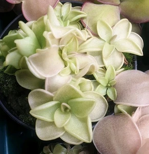 Pinguicula Emarginata x weser - Picture 1 of 1