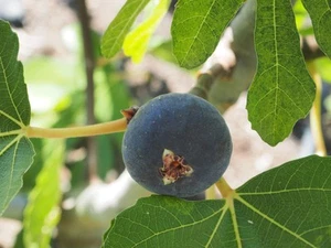 Fig, 1 X Genovese Nero, RARE, NON-SPLIT, Cutting, for Propagating, 17cm cuttings - Picture 1 of 2