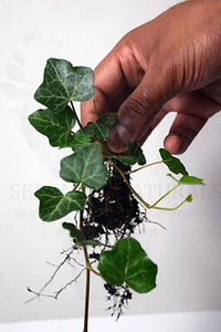 Hedera helix (Common Ivy) - Bare Rooted Stem Cuttings x 2 - Picture 1 of 9