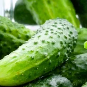 Boston Pickling Cucumber Seeds  | NON-GMO | Heirloom | Fresh Garden Seeds - Picture 1 of 2