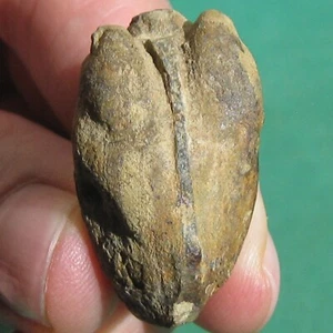 Bivalve Fossil from Devonian of Bolivia Modiomorpha minuta - Picture 1 of 11