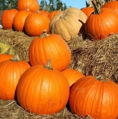 Large Orange Carving Pumpkin 20 Seeds |  Heirloom | Jack O Lantern Big Jim - Image 1 of 4