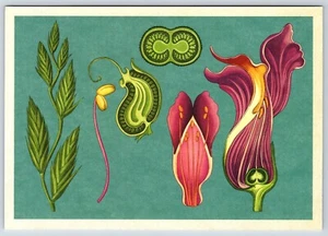Postcard Kew Botanicum Flower Structure Rye Grass Flower Clusters Snapdragon - Picture 1 of 2