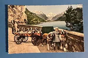 SWITZERLAND Postcard of St Bernard Dogs and Little Girl Cart Of Puppies - Picture 1 of 2
