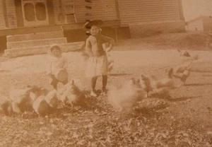 RPPC Echt Foto Postkarte PEAKE GIRLS FÜTTERN HÜHNER Barre VT 1909 GEFLÜGEL - Bild 1 von 3