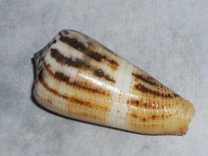 CONUS MAGUS FANTASTIC - Picture 1 of 2