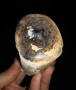 AMAZING AMMONITE!! PETRIFIED WOOD LOG FOSSIL, FROM JAVA, INDONESIA, 100MM - Picture 1 of 6