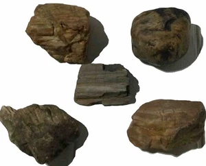 5 Piece Selection Western Washington Petrified Wood Fossils - Picture 1 of 14