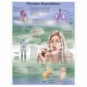 Tabla de pared anatómica de dependencia de nicotina - Imagen 1 de 1