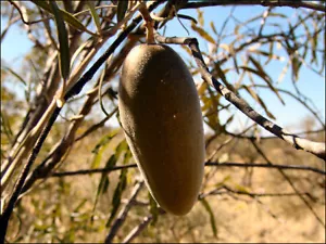 10, 20, 50, 100, NATIVE Bush Banana Seeds, Marsdenia Australis, Bush Tucker - Picture 1 of 2