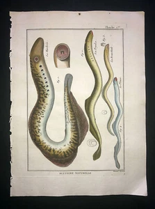 BONNATERRE - NEUNAUGEN - TELLER 1 - FOLIO - ORIGINAL HC FISCHSTICH - 1788 - Bild 1 von 1