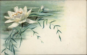 Vintage Water Lily Postcard St Paul Minnesota 1912 - Picture 1 of 2