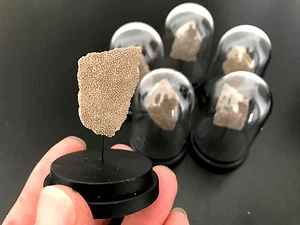 Fossil Cáscara de Huevo / Globe Funda Fósil Dinosaurio Saltasaurus Argentina - Imagen 1 de 4