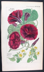 1830,RARE DIETRICH FLORA UNIVERSALIS HandPainted ENGR. PHARBITIS JAPOEA UK5 - Picture 1 of 5