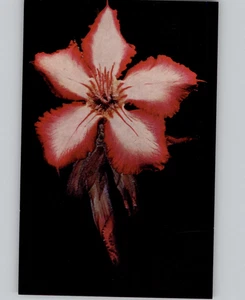 Sabi Star Wild Flower Rhodesia Original Postcard - Bild 1 von 2