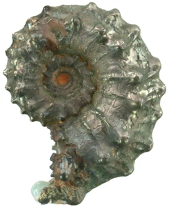 Dogger Gulielmiceras (Spinikоsmoceras) pollux Ammonit Uljanovsk Rußland 5596 - Bild 1 von 2
