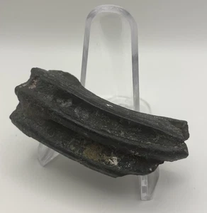 Ice Age Fossil Horse Tooth Venice Florida - Picture 1 of 4
