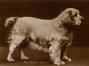 CLUMBER SPANIEL BEZAUBERNDER HUND GRUSS NOTIZKARTE SCHÖNER STEHENDER HUND - Bild 1 von 1