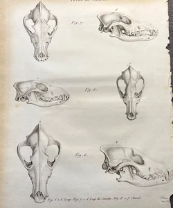 Wolf Jackal Skulls Print 1800s Antique Zoological Bookplate Engraving - Picture 1 of 9