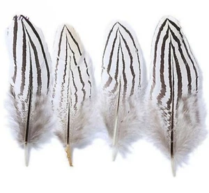 5 Pcs Mini Natural SILVER Pheasant Tail Feathers 1"-5" (Crafts DIY Halloween) - Picture 1 of 4