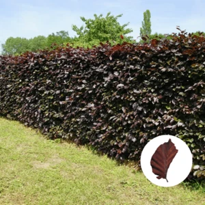 Blutbuchen Hecke (3 - 15m) - inklusive Versand - Topfware (40 - 175 cm) - Bild 1 von 3