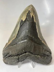 Megalodon Shark Tooth 6.13 inch - Giant - Authentic Fossil - Serrated 8850 - Picture 1 of 8