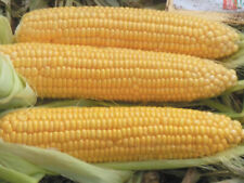 Seeds Corn Super Sweet Sugar Delicious Early Vegetable Giant NON GMO Heirloom