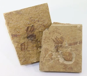 Trilobit, Phacops (Omegops) accipitrinus, Devon, Famenne, Velbert, BRD-L181 - Picture 1 of 5