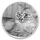 2 x Vinyl Stickers 25cm (bw) - Beautiful Cat Glasses Kitten Animals  #41207