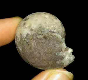 AMAZING AMMONITES!! AGATHICERATIDAE FOSSIL FROM TIMOR, INDONESIA, 29MM - Picture 1 of 5