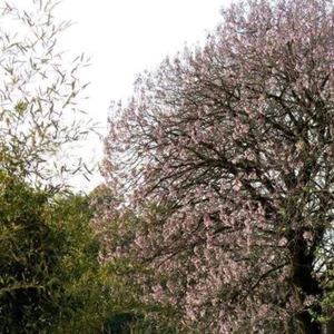 100 Paulownia Elongata Seeds New Forest Tree Seeds Plant - Picture 1 of 12