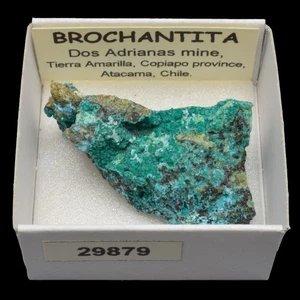 BROCHANTITA (Dos Adrianas mine, Copiapo, Atacama, Chile) #29879 / Brochantite - Picture 1 of 1