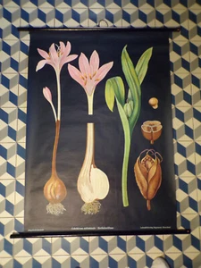 1950 AFFICHE BOTANIQUE-La COLCHIQUE-JUNG KOCH QUENTELL-entoilé-original - Picture 1 of 3
