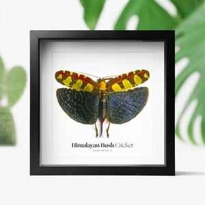Himalayan Bush Cricket Butterfly Moth Insect Bug Entomology Taxidermy Box Frame - Foto 1 di 3