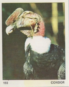 Top Sellers Card - Animals of The World - Card No 193 - Condor - Picture 1 of 2