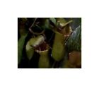 5x Nepenthes Tobaica Kannenpflanze Garden Plants - Seeds B1830