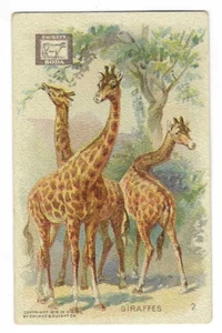 Giraffen interessante Tiere Karte Dwight's Soda #2 1915 - Bild 1 von 2
