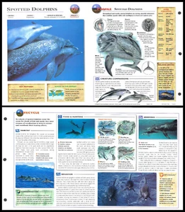 Fold-Out Sheet - Spotted Dolphins - 325 - Picture 1 of 1