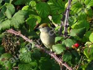 Bird Photo Picture In A4 Frame - Blackcap (Female) - Picture 1 of 2