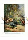 Tiger Threatened by Wild Dogs, Book Illustration (Print), c1925