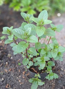 Schokoladen Minze, Mentha piperita, bienenfreundlich, Heilpflanze - Bild 1 von 6