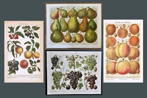 Antique Chromo Lithograph Lot of 4 with Fruits - Picture 1 of 7