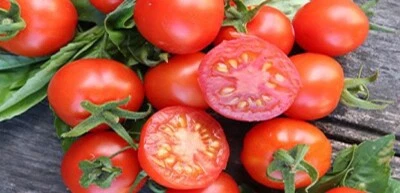 Tomato (Tomme Toe) 375+ Seeds (Solanum) Instructions Included x - Image 1 of 4