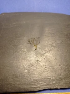 Bundenbach Seelilie crinoid Hunsrückschiefer unbestimmt Devon - Bild 1 von 5