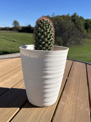 Mammillaria Backebergiana Ernestii Cactus Live Plant 🪴 - Image 1 of 4